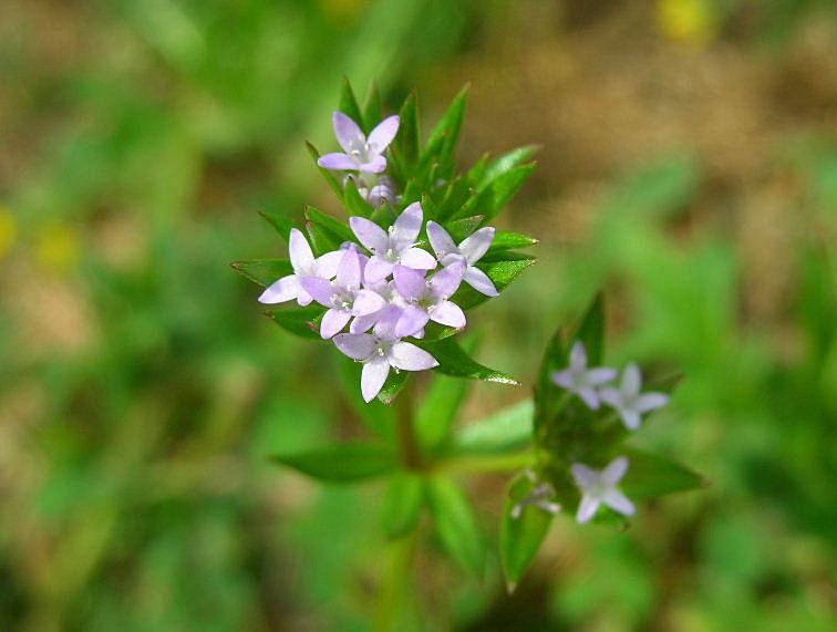 Sherardia arvensis / Toccamano